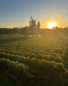 Rượu vang Pháp nhập khẩu Chateau La Fleur des Amandiers