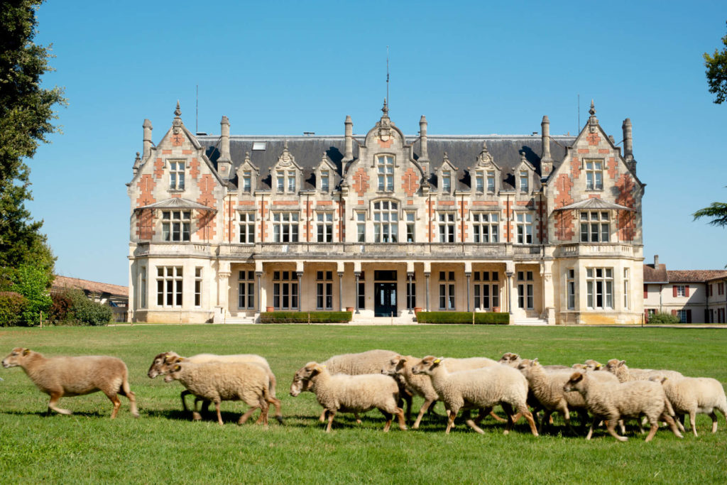 Vang Château Cantenac Brown