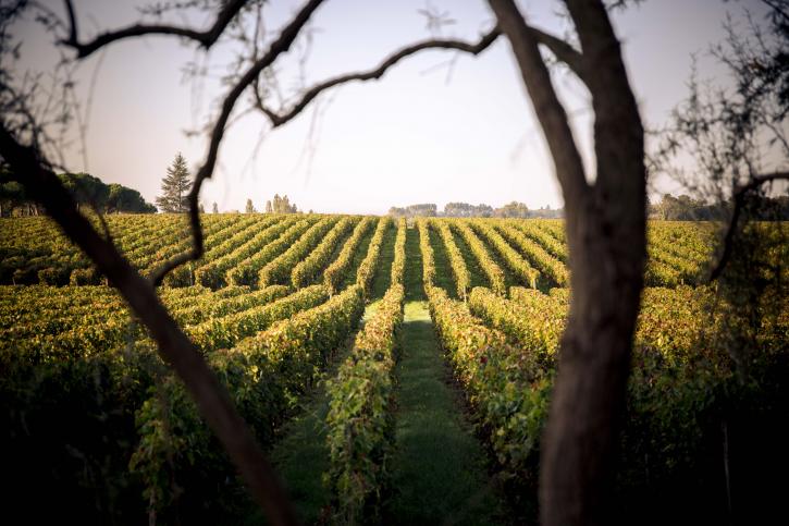 Vườn nho Château Odilon Haut Medoc